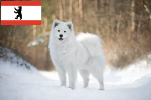 Read more about the article Samoyed breeders and puppies in Berlin