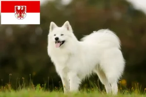 Read more about the article Samoyed breeders and puppies in Brandenburg
