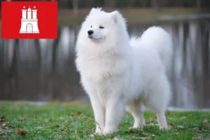 Read more about the article Samoyed breeders and puppies in Hamburg