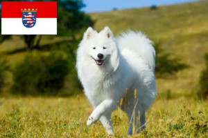 Read more about the article Samoyed breeders and puppies in Hessen