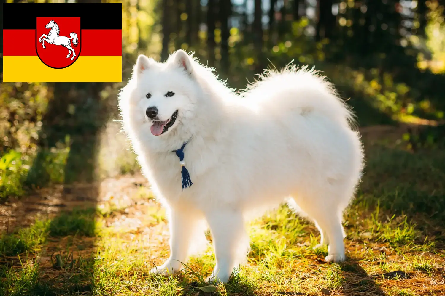 Read more about the article Samoyed breeders and puppies in Lower Saxony