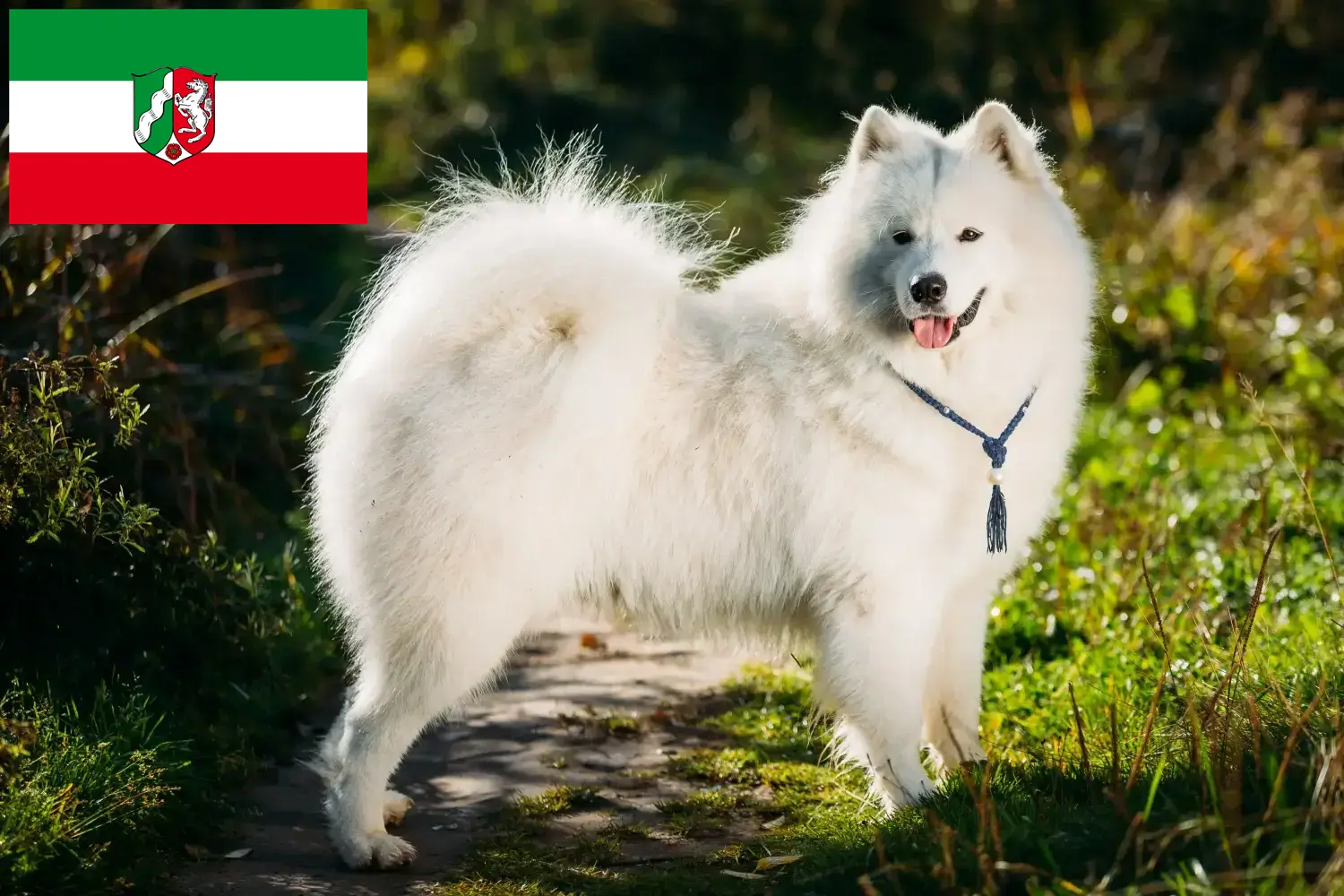 Read more about the article Samoyed breeders and puppies in North Rhine-Westphalia