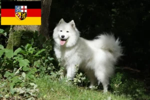 Read more about the article Samoyed breeders and puppies in Saarland