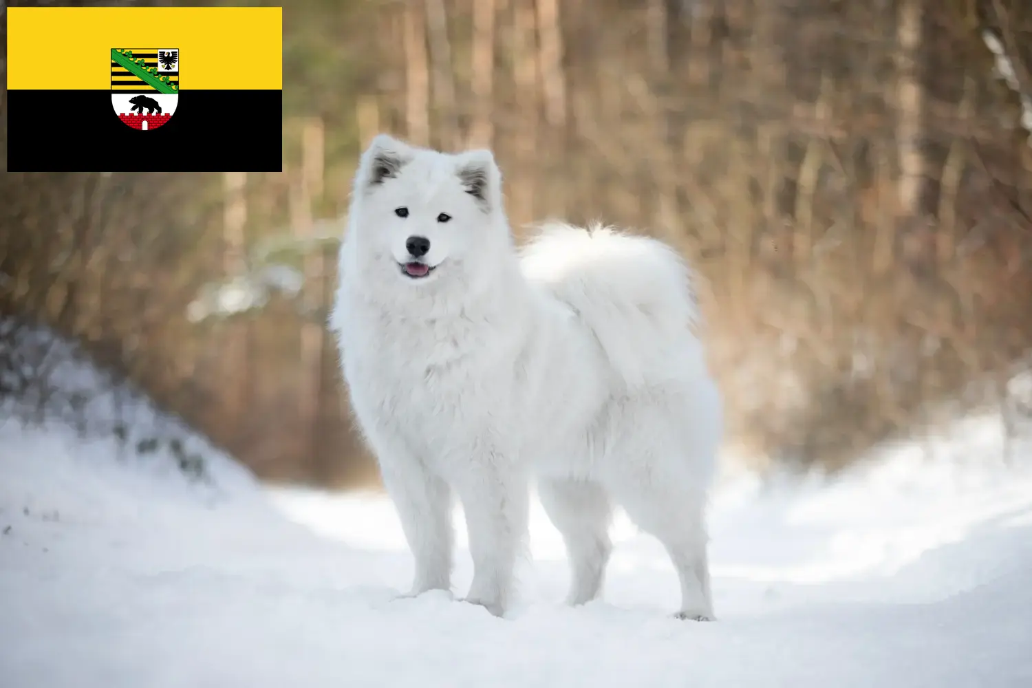 Read more about the article Samoyed breeders and puppies in Saxony-Anhalt