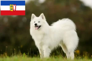 Read more about the article Samoyed breeders and puppies in Schleswig-Holstein