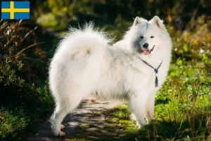 Read more about the article Samoyed breeders and puppies in Sweden