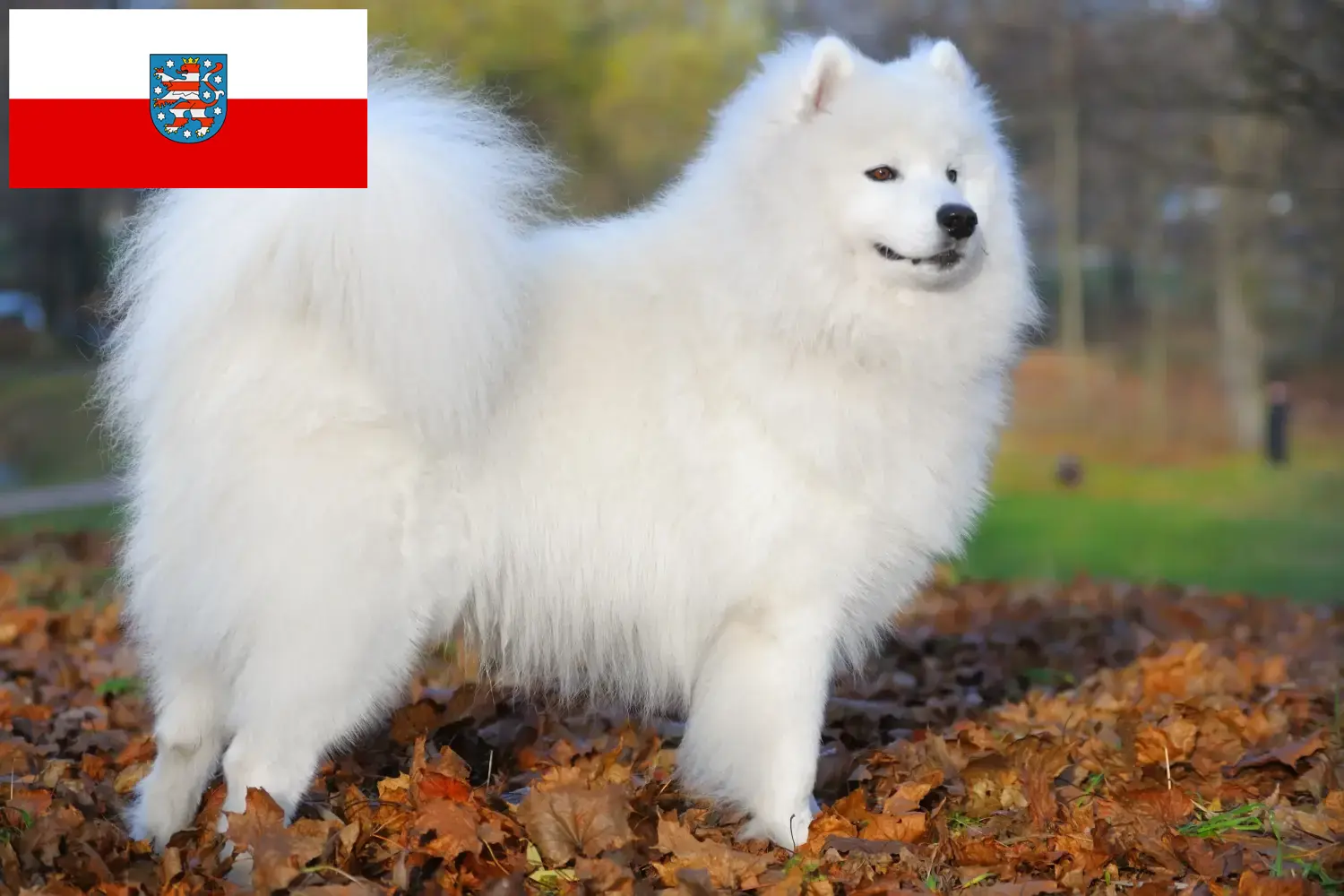 Read more about the article Samoyed breeders and puppies in Thuringia