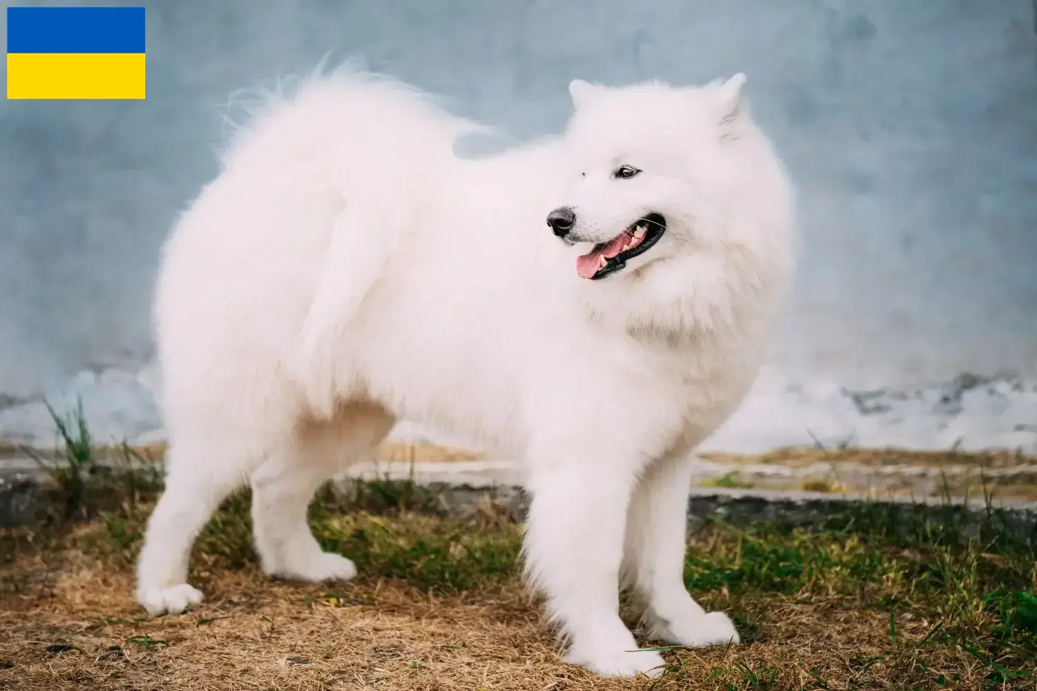 Read more about the article Samoyed breeders and puppies in Ukraine