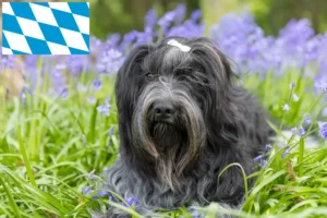 Read more about the article Schapendoes breeders and puppies in Bavaria