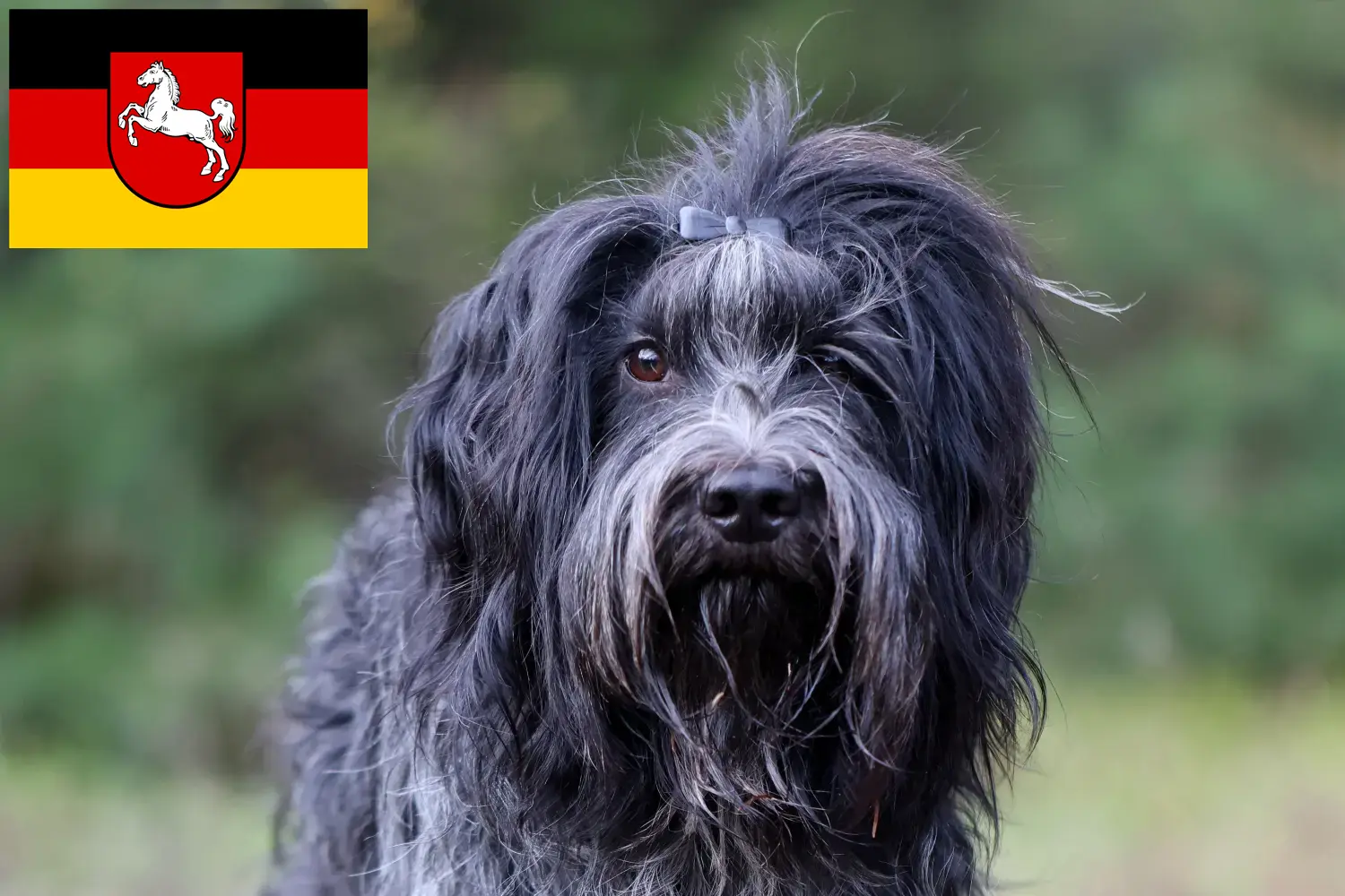 Read more about the article Schapendoes breeders and puppies in Lower Saxony