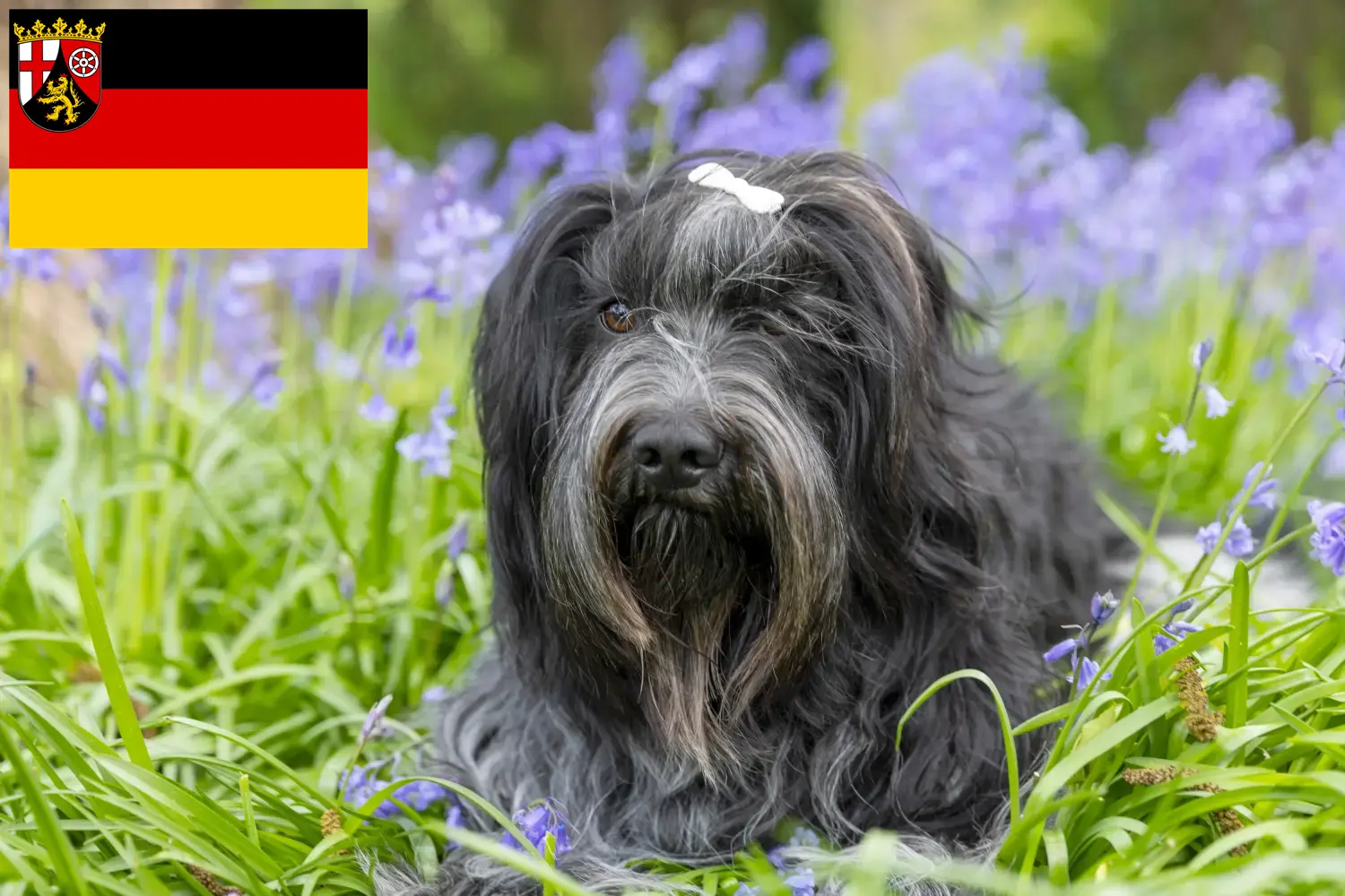 Read more about the article Schapendoes breeders and puppies in Rhineland-Palatinate