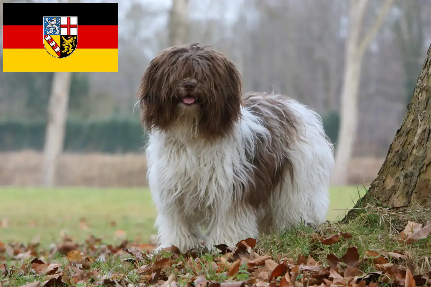 Read more about the article Schapendoes breeders and puppies in Saarland