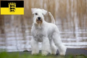 Read more about the article Schnauzer breeders and puppies in Baden-Württemberg