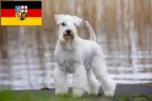 Read more about the article Schnauzer breeders and puppies in Saarland