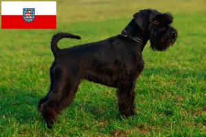Read more about the article Schnauzer breeders and puppies in Thuringia