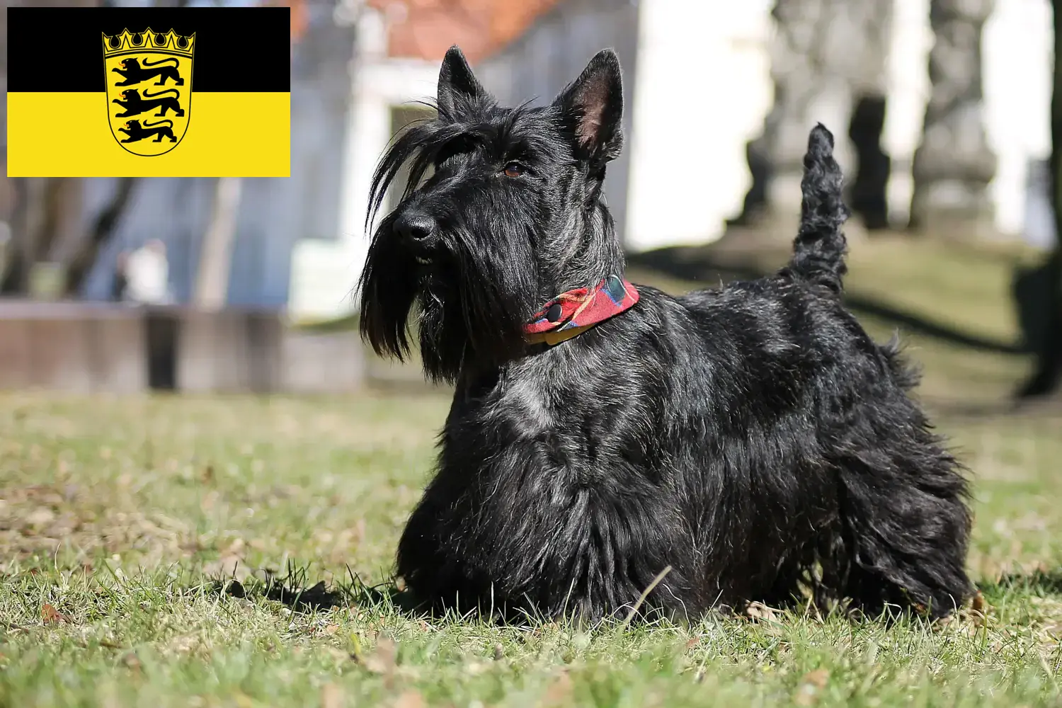 Read more about the article Scottish Terrier breeders and puppies in Baden-Württemberg