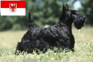 Read more about the article Scottish Terrier breeders and puppies in Brandenburg