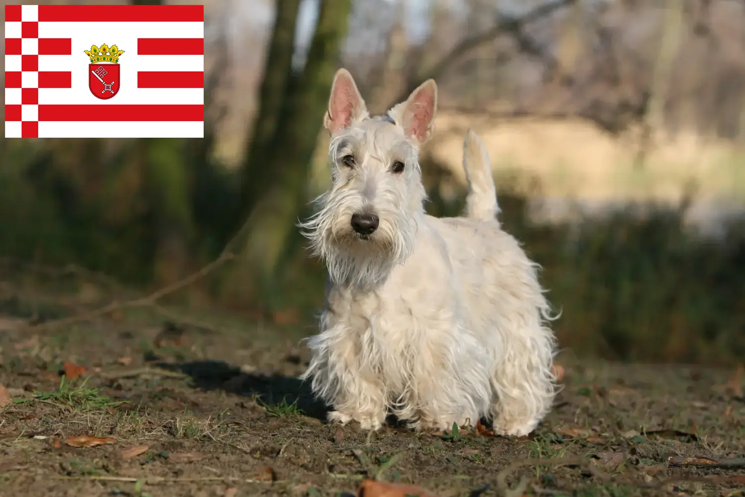 Read more about the article Scottish Terrier breeders and puppies in Bremen