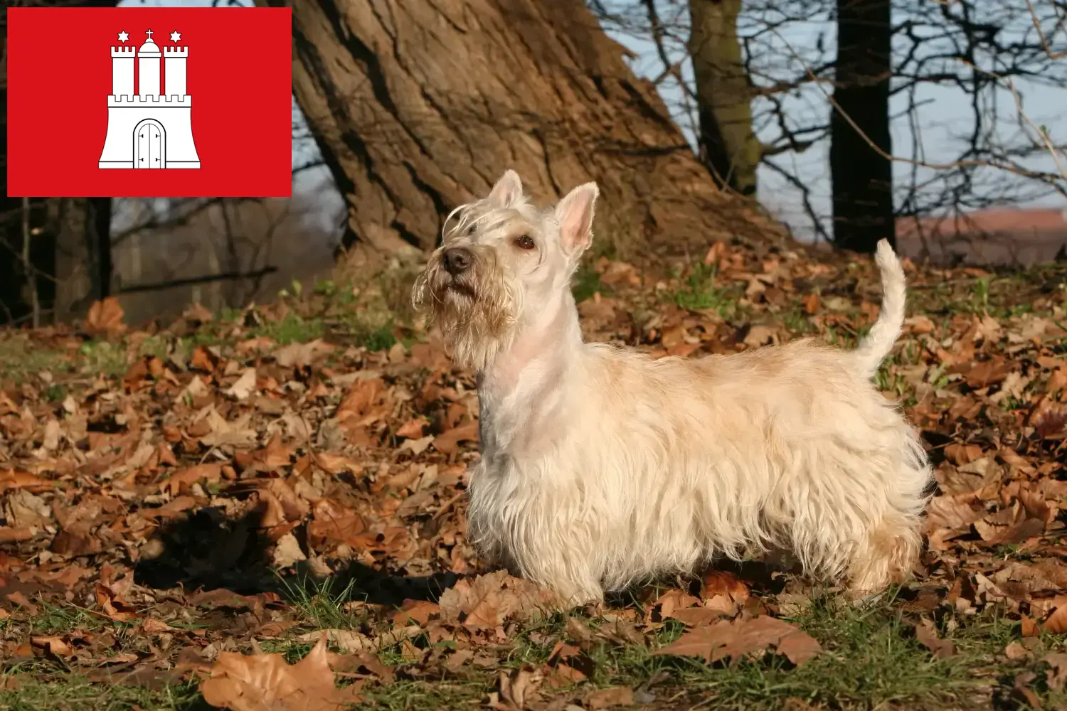 Read more about the article Scottish Terrier breeders and puppies in Hamburg