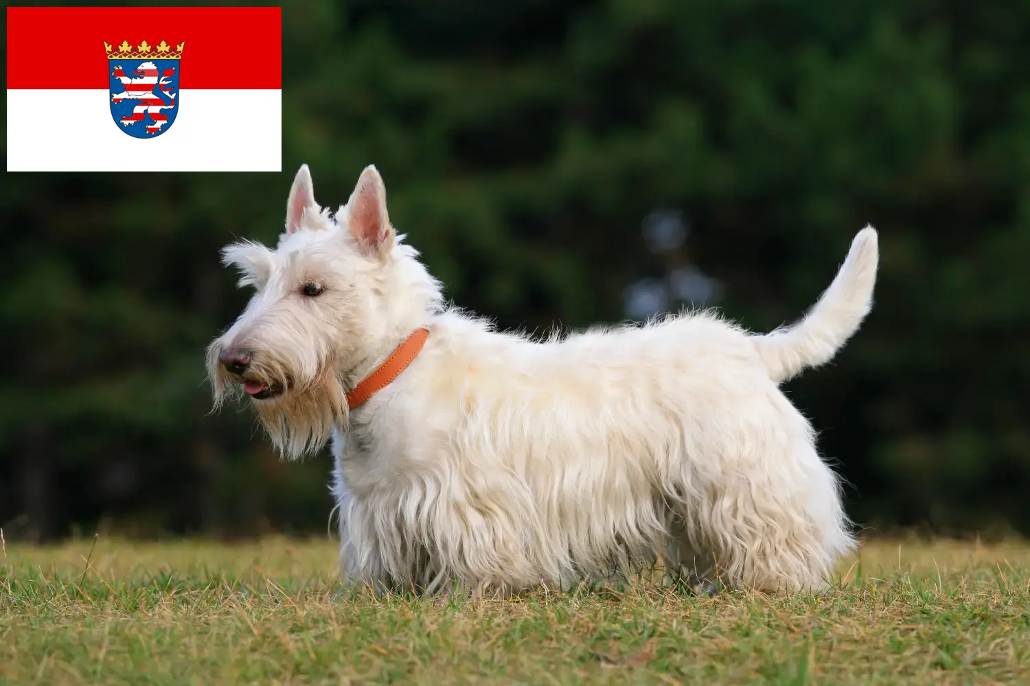 Read more about the article Scottish Terrier breeders and puppies in Hessen