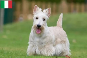 Read more about the article Scottish Terrier breeders and puppies in Italy