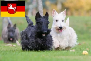 Read more about the article Scottish Terrier breeders and puppies in Lower Saxony