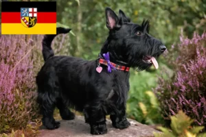 Read more about the article Scottish Terrier breeders and puppies in Saarland