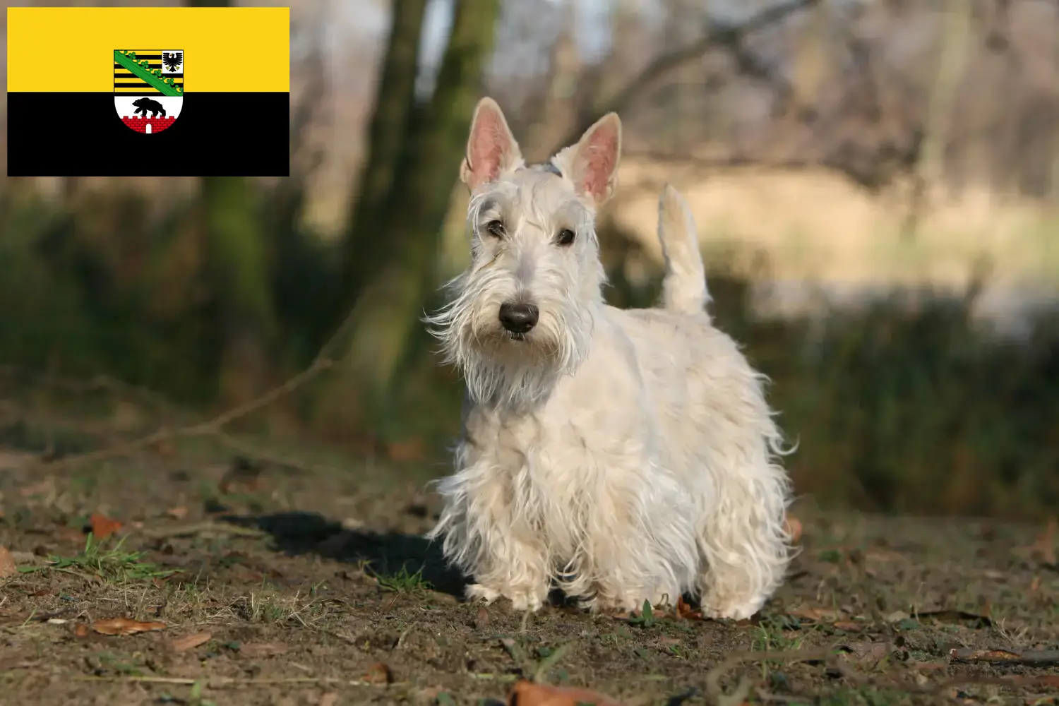 Read more about the article Scottish Terrier breeders and puppies in Saxony-Anhalt