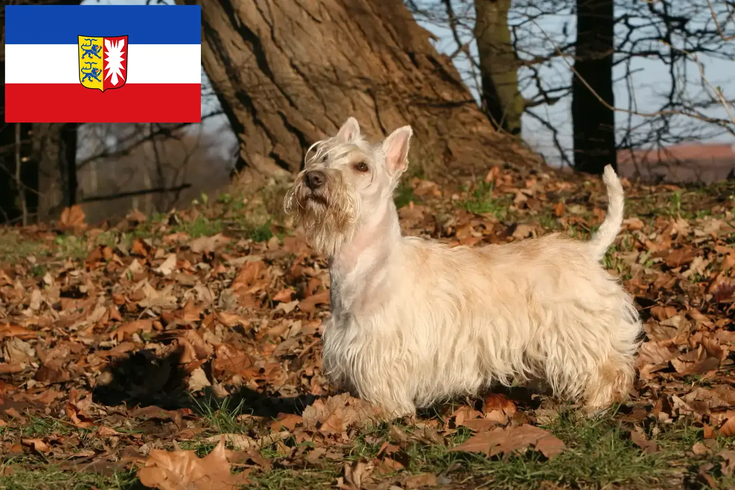 Read more about the article Scottish Terrier breeders and puppies in Schleswig-Holstein