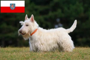 Read more about the article Scottish Terrier breeders and puppies in Thuringia