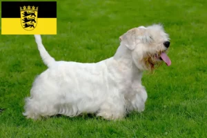 Read more about the article Sealyham Terrier breeders and puppies in Baden-Württemberg