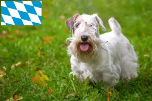 Read more about the article Sealyham Terrier breeders and puppies in Bavaria