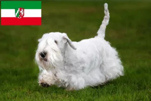 Read more about the article Sealyham Terrier breeders and puppies in North Rhine-Westphalia