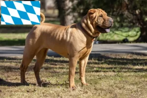 Read more about the article Shar-Pei breeders and puppies in Bavaria