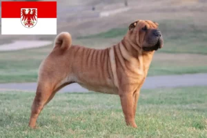 Read more about the article Shar-Pei breeders and puppies in Brandenburg