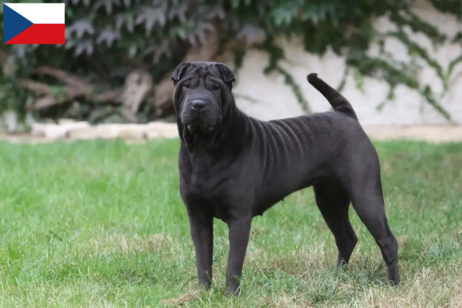 Read more about the article Shar-Pei breeders and puppies in the Czech Republic