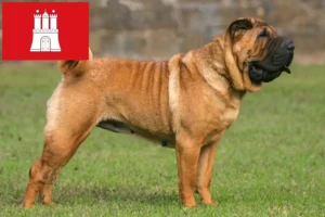 Read more about the article Shar-Pei breeders and puppies in Hamburg