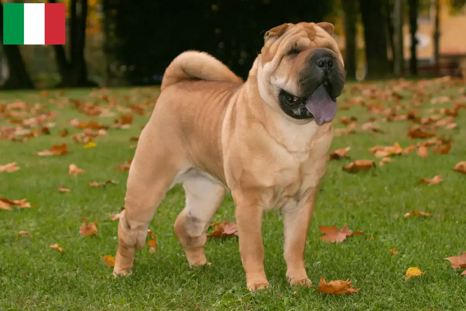Read more about the article Shar-Pei breeders and puppies in Italy