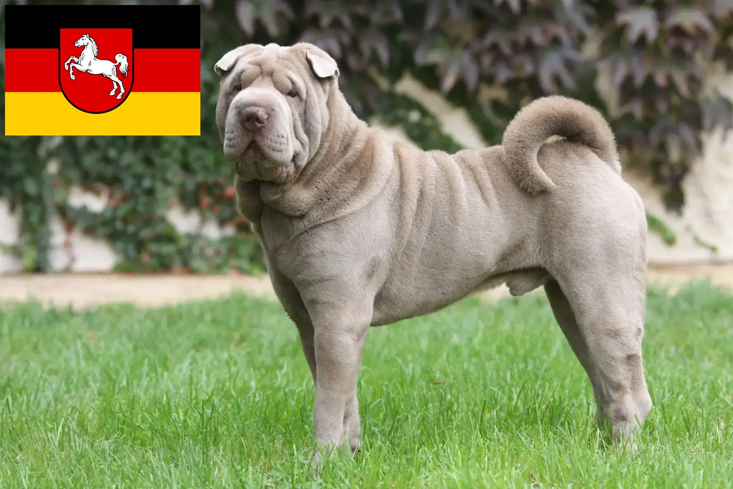 Read more about the article Shar-Pei breeders and puppies in Lower Saxony