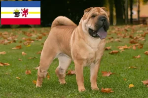 Read more about the article Shar-Pei breeders and puppies in Mecklenburg-Vorpommern