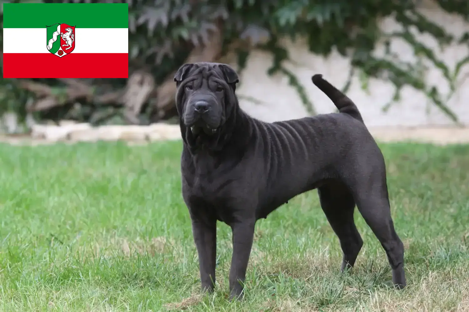 Read more about the article Shar-Pei breeders and puppies in North Rhine-Westphalia