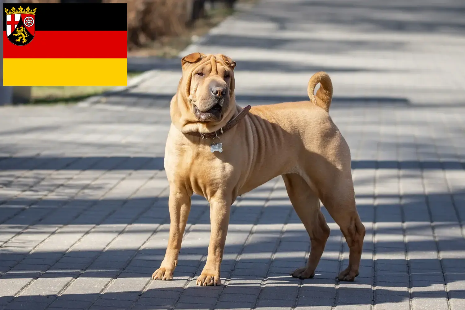 Read more about the article Shar-Pei breeders and puppies in Rhineland-Palatinate