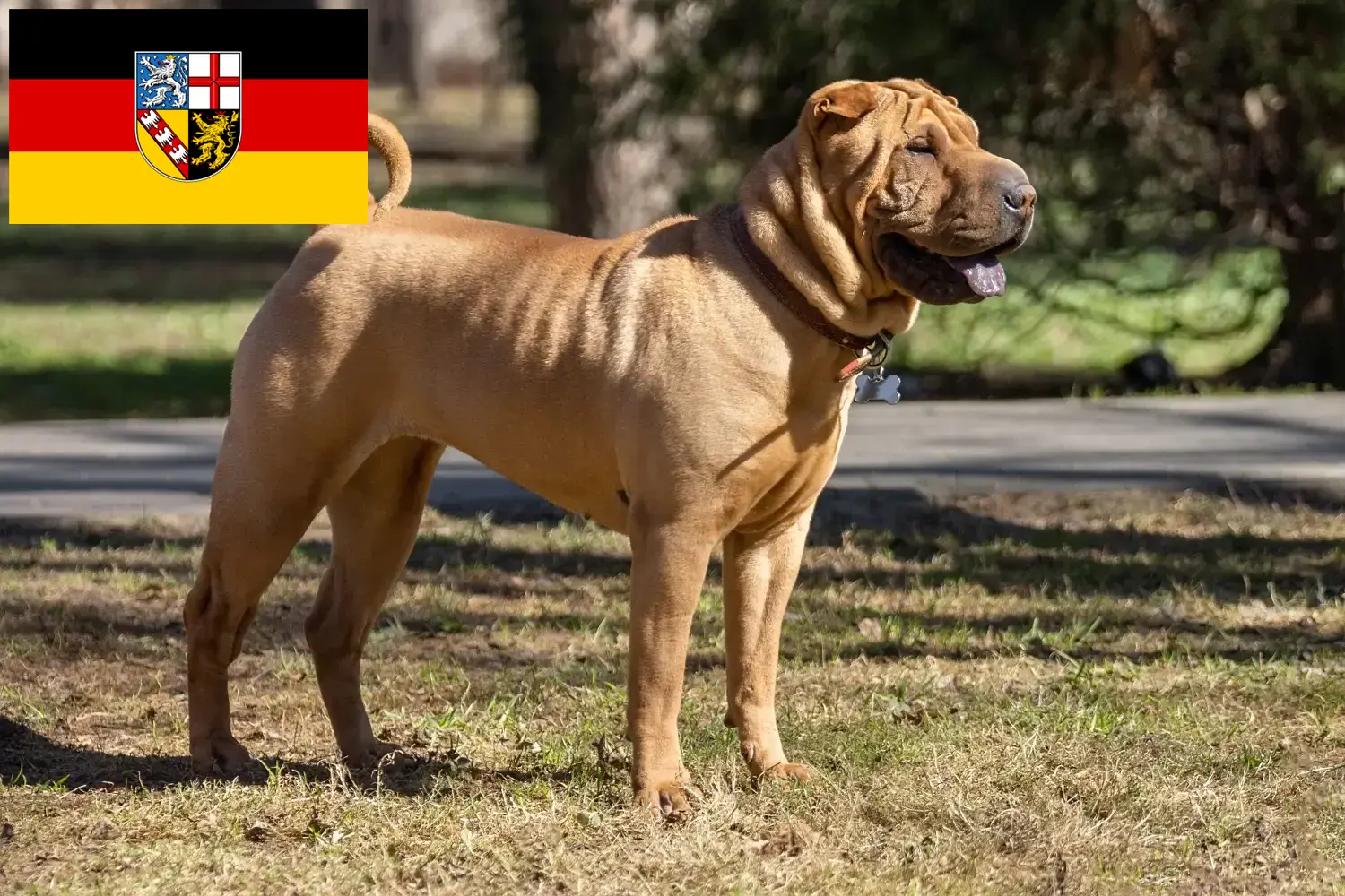 Read more about the article Shar-Pei breeders and puppies in Saarland