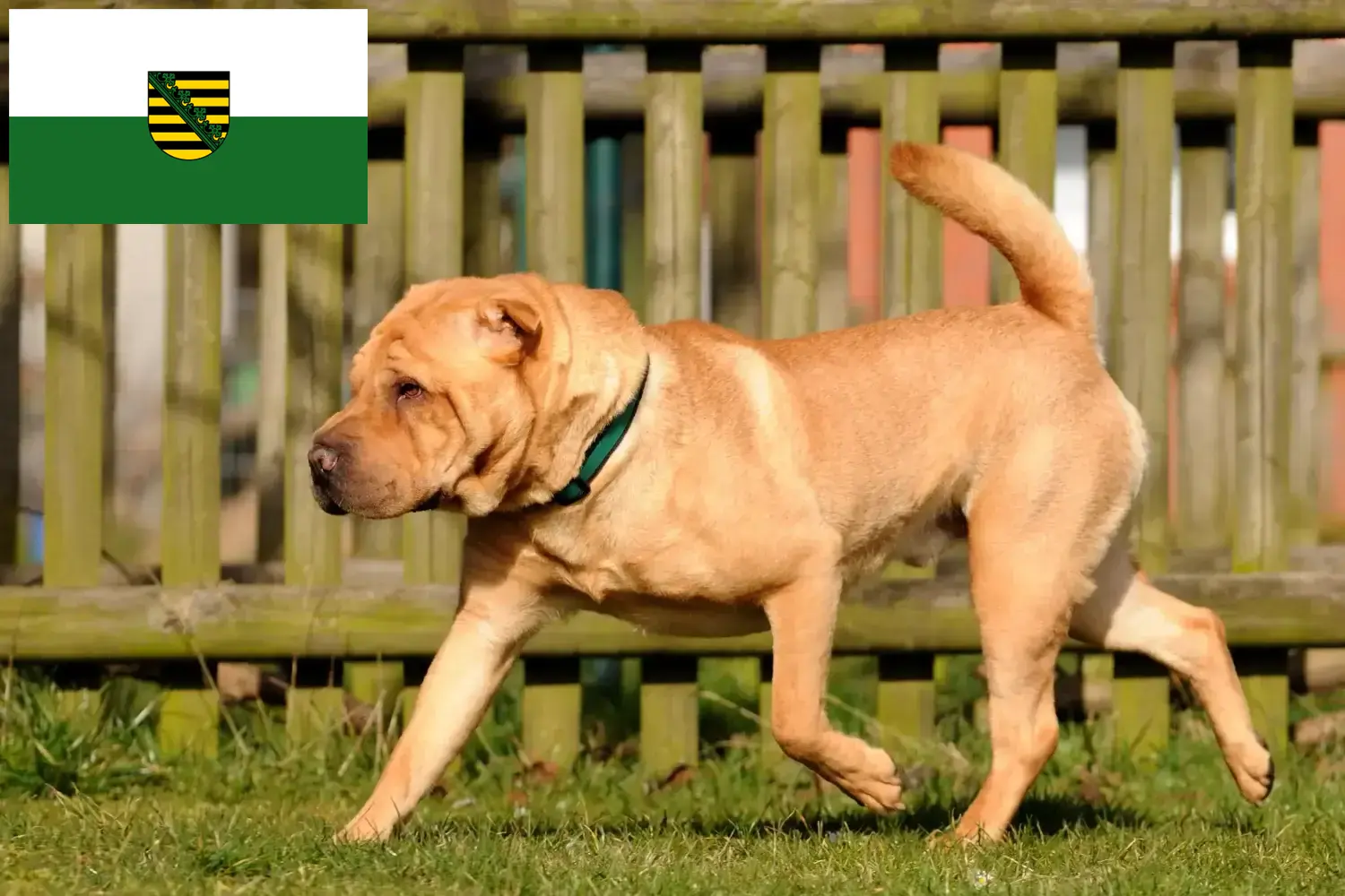 Read more about the article Shar-Pei breeders and puppies in Saxony