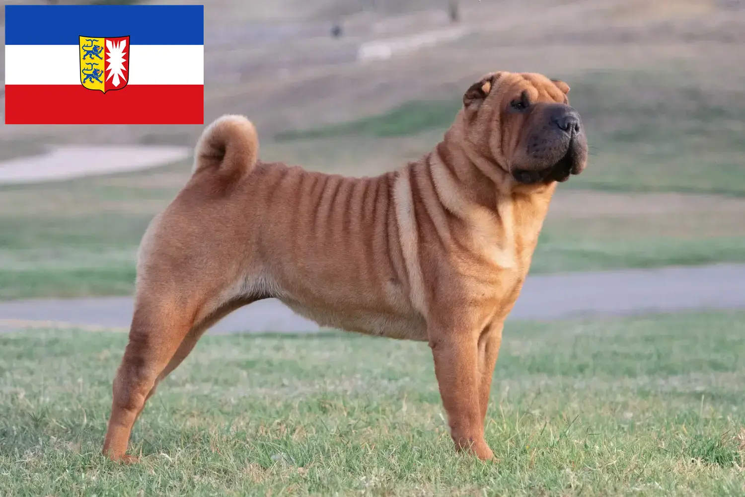 Read more about the article Shar-Pei breeders and puppies in Schleswig-Holstein