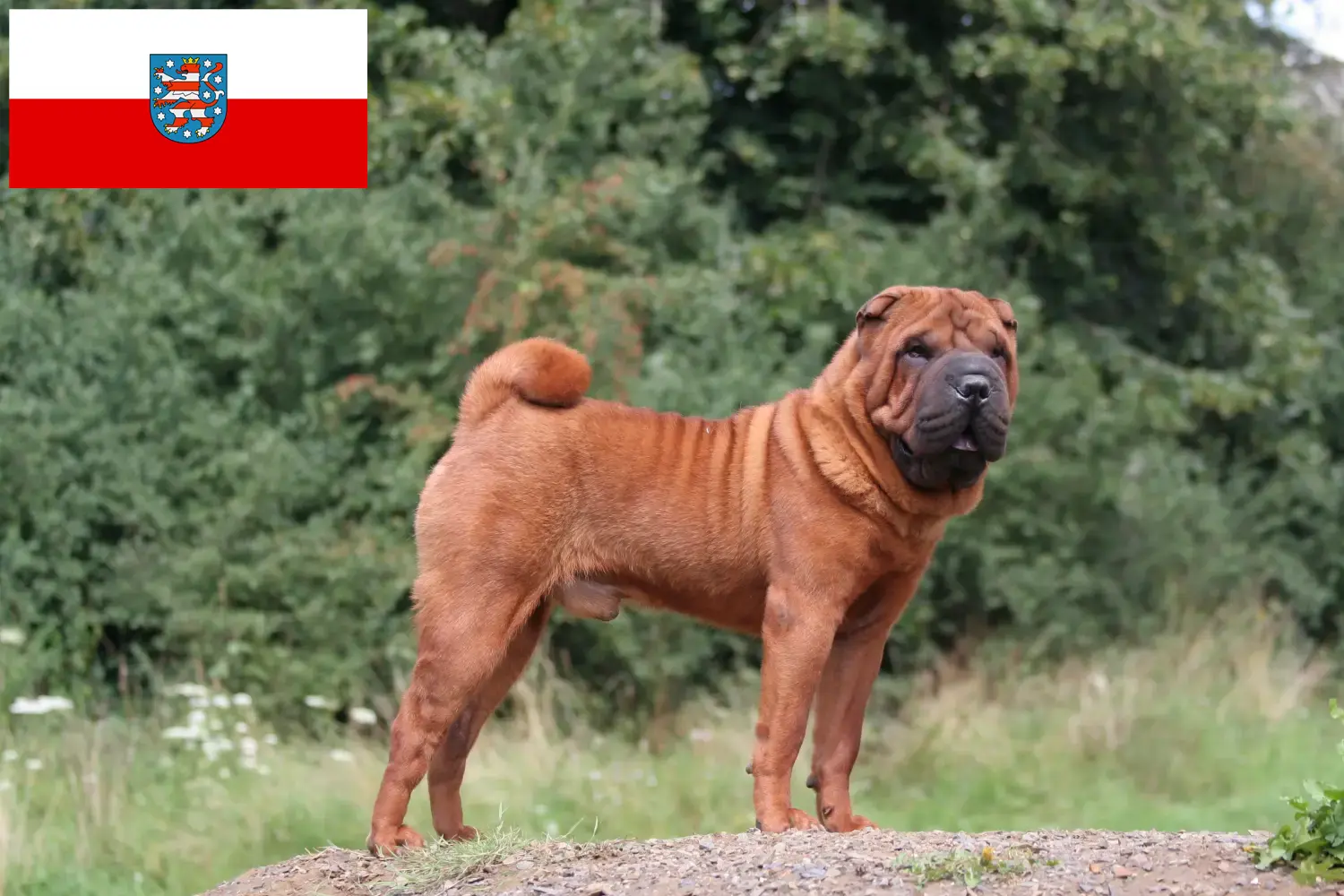 Read more about the article Shar-Pei breeders and puppies in Thuringia