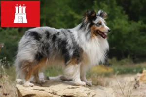 Read more about the article Sheltie breeders and puppies in Hamburg