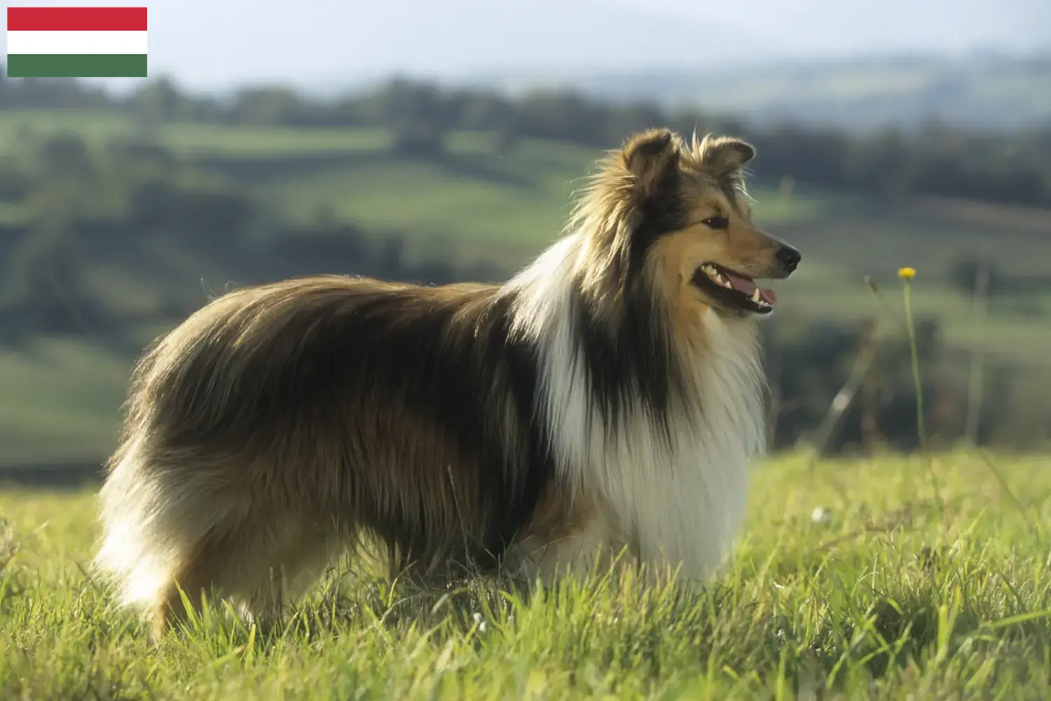 Read more about the article Sheltie breeders and puppies in Hungary