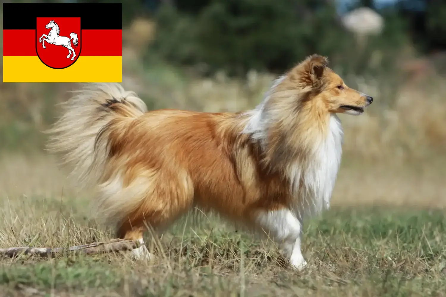 Read more about the article Sheltie breeders and puppies in Lower Saxony