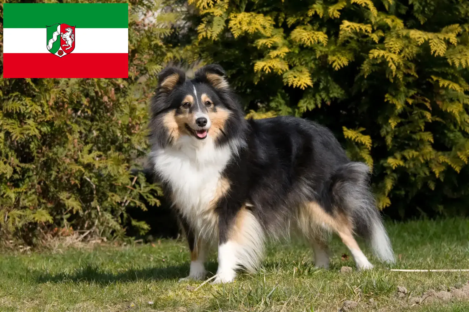 Read more about the article Sheltie breeders and puppies in North Rhine-Westphalia